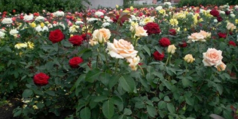 Kako presaditi ruže na drugo mjesto ljeti: tokom cvatnje, video